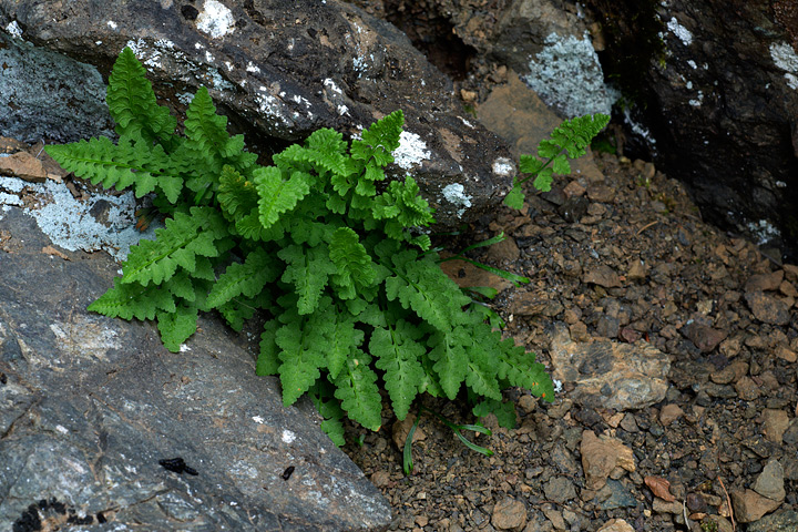 Woodsia alpina / Felcetta alpina